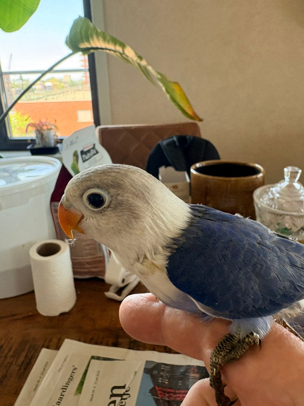 Te koop agapornis baby’s, Dieren en Toebehoren, Vogels | Parkieten en Papegaaien, Geslacht onbekend, Dwergpapegaai of Agapornis