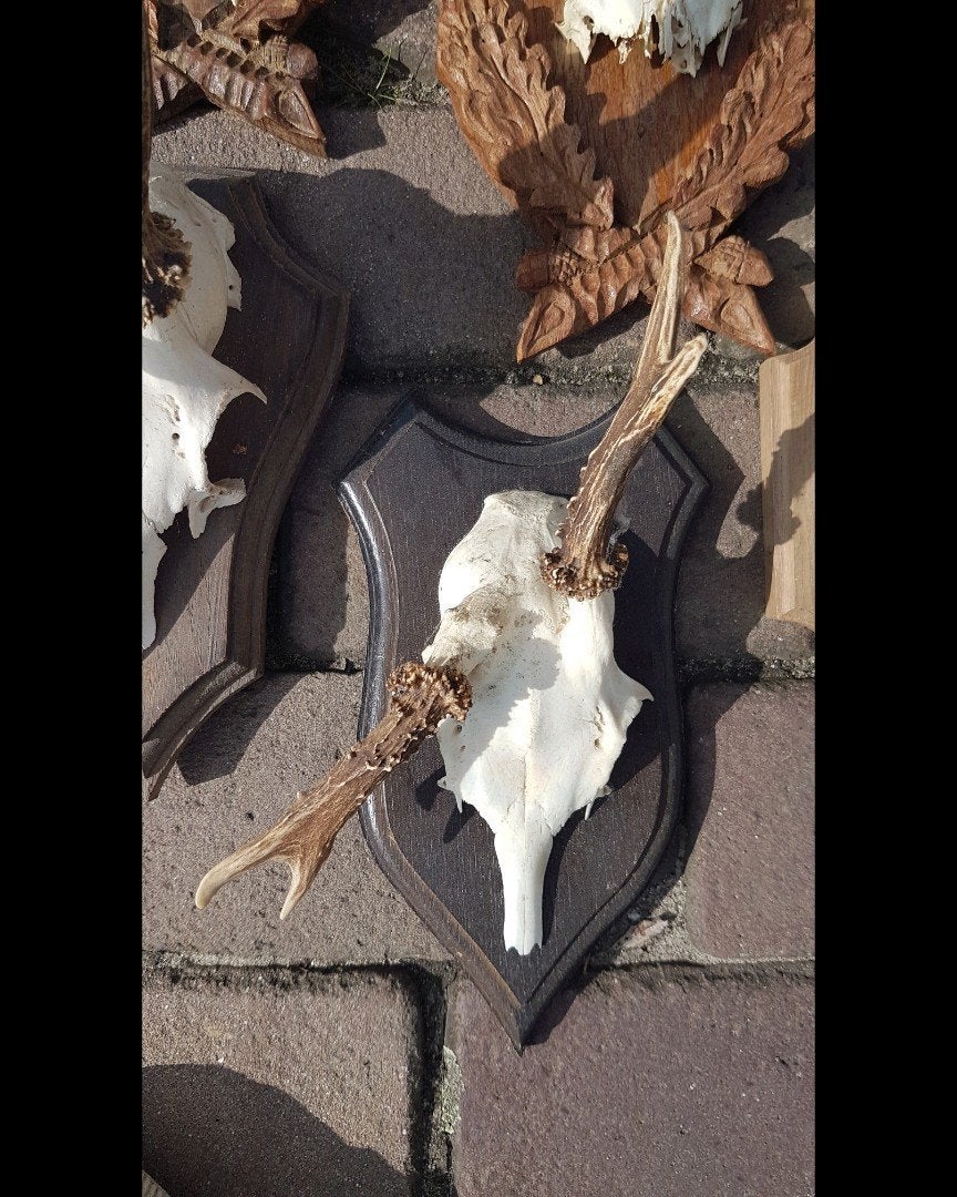 Collectie abnormale Ree bokken pendelbokken misgroei abnorm, Verzamelen, Dierenverzamelingen, Ophalen of Verzenden, Nieuw, Hert