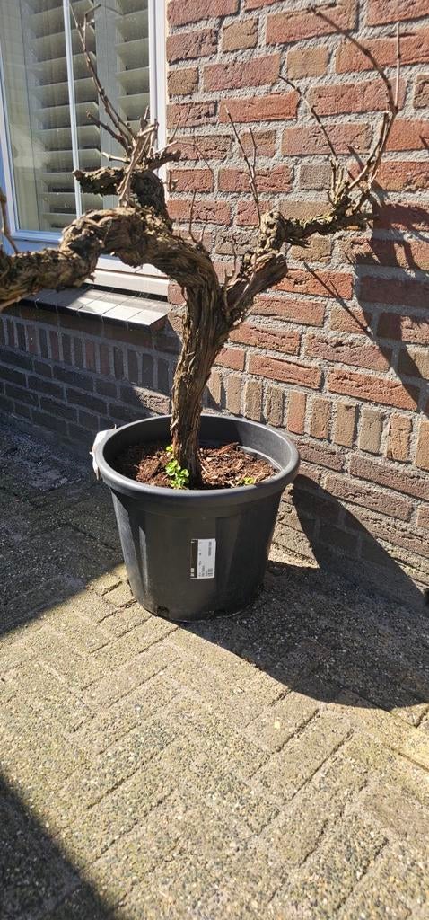 2mooie witte druivenranken te koop., Tuin en Terras, Planten | Bomen, Overige soorten, 100 tot 250 cm, Zomer, Ophalen