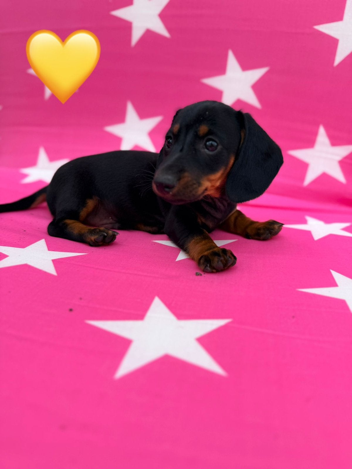 kaninchen/ dwerg teckel mogen het nest verlaten, Kaninchen, Parvo, Reu, 8 tot 15 weken