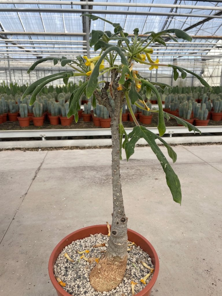 Caudex Uncarina Roeoesliana uit Madagaskar 60-65cm hoog, Overige soorten, Ophalen of Verzenden, In pot, Minder dan 100 cm