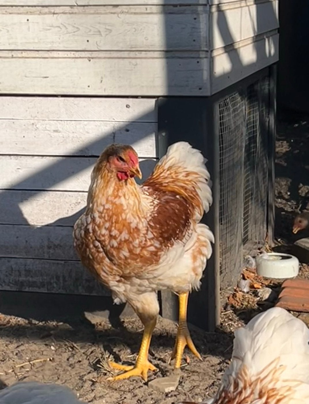 Wyandotte groot haan, Dieren en Toebehoren, Pluimvee, Mannelijk, Kip
