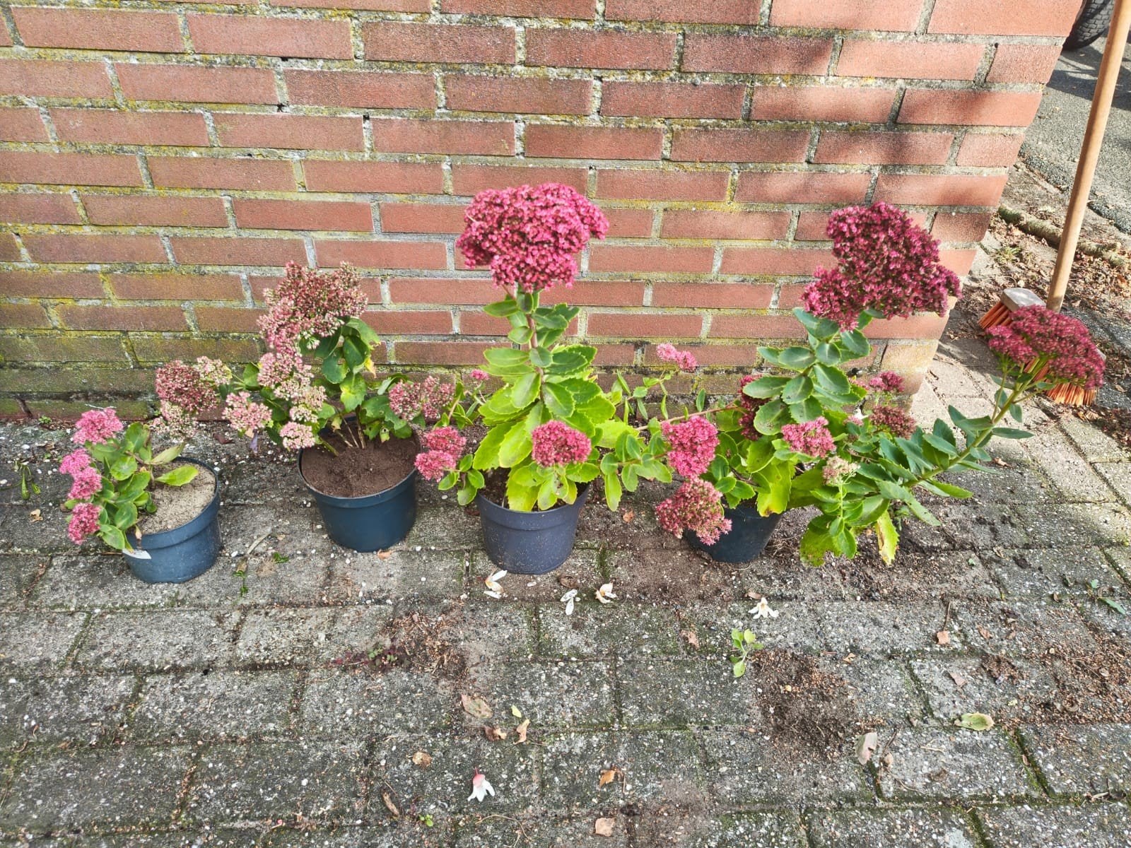 sedum planten, Ophalen, Vaste plant, Overige soorten, Halfschaduw