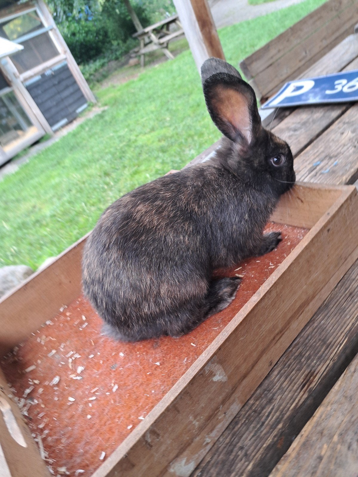 Rijnlander ram, Dieren en Toebehoren, Mannelijk, Middelgroot, 0 tot 2 jaar