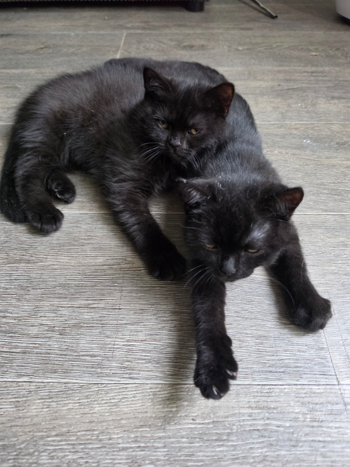 Laatste 2  Korthaar kittens mogen direct mee! (Katers), Kater, Ontwormd