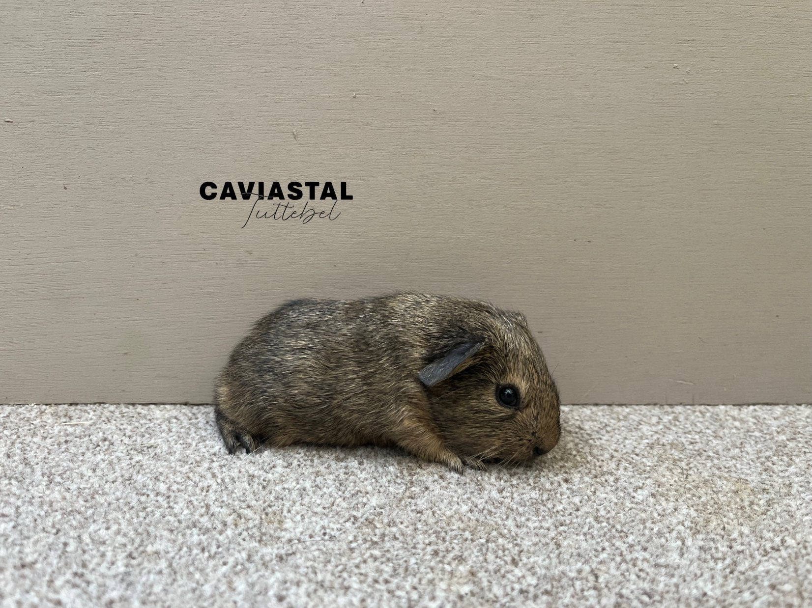 Gladhaar beertje, Dieren en Toebehoren, Knaagdieren, Juni, Mannelijk, Cavia