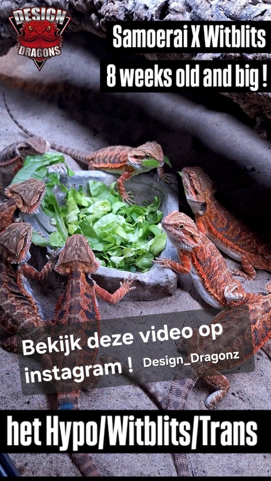 Weekenddeal!! 50% Red Monsters Purple/Blue Tigers baardagaam, Hagedis, 0 tot 2 jaar