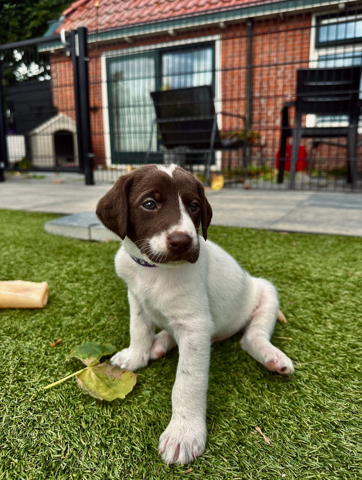 Kruising Duitse Staande x Doodle | Duitse Stadoodle F2 pups, Dieren en Toebehoren, 8 tot 15 weken, Meerdere, Meerdere dieren, Middel