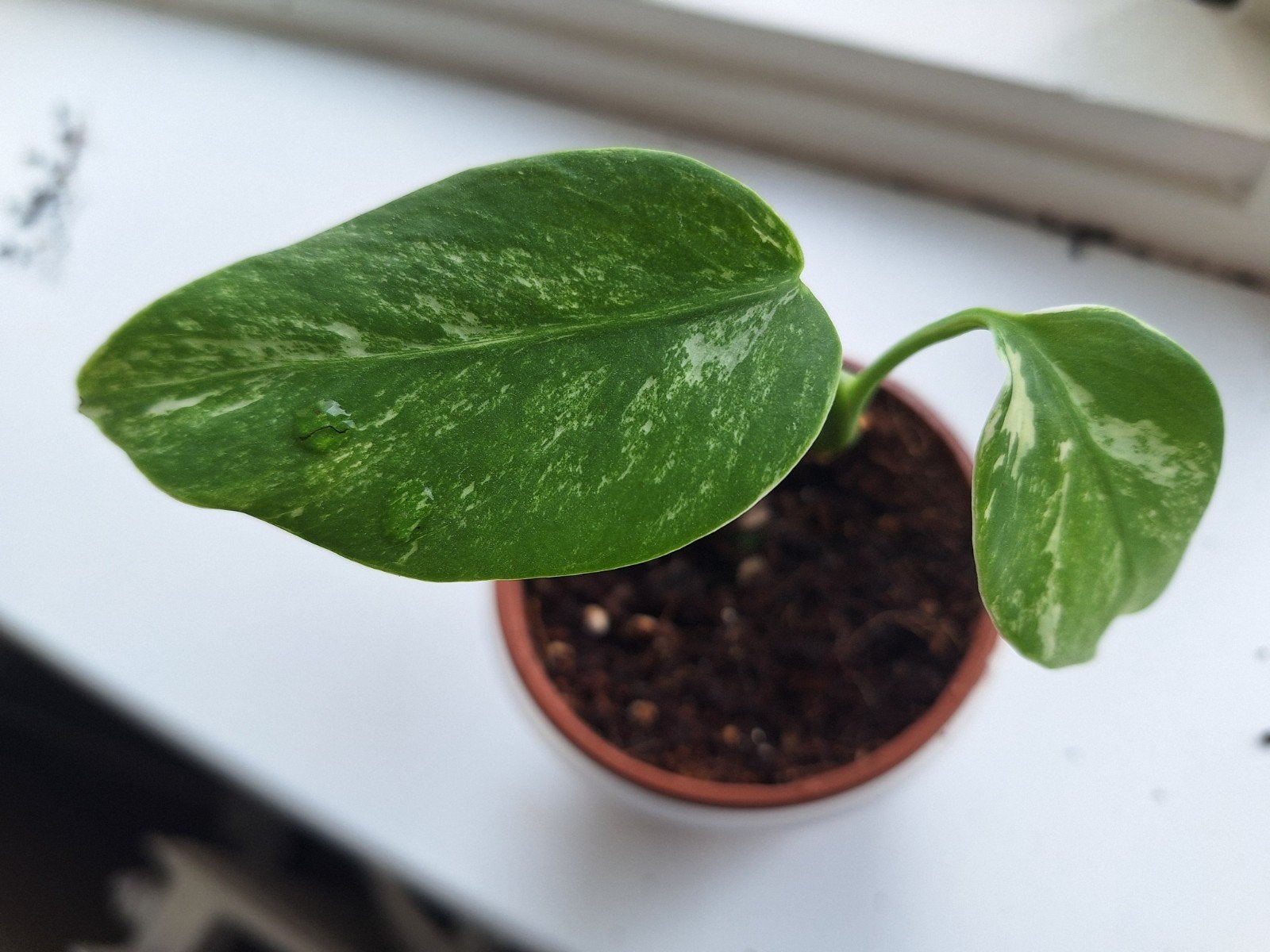 Monstera Variegata Albo stekje - zeldzame kamerplant, Verzenden