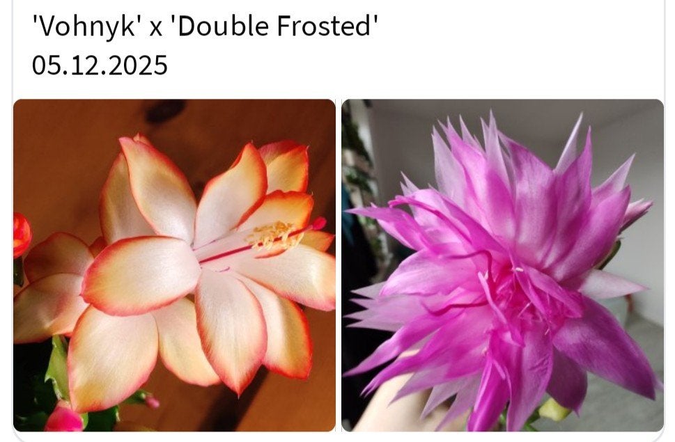 Schlumbergera nieuwe hybride zaadbesje op 1 bladsegment, Verzenden, Halfschaduw, Minder dan 100 cm