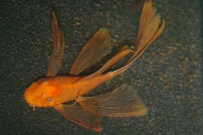 !GEZOCHT! Ancistrus super red longfin Koppel !GEZOCHT!, Vis, Zoetwatervis