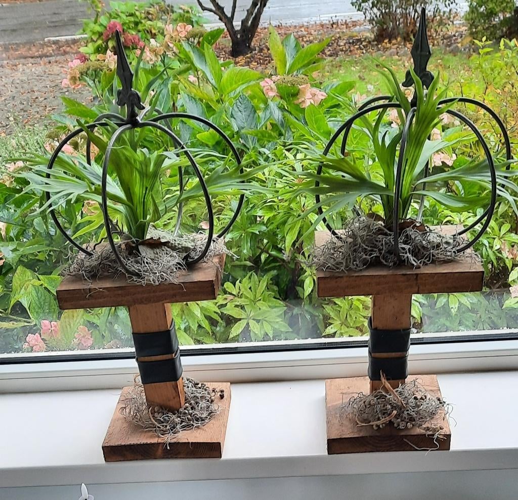 Houten standaard met kunst hertshoorn, Ophalen, Zo goed als nieuw
