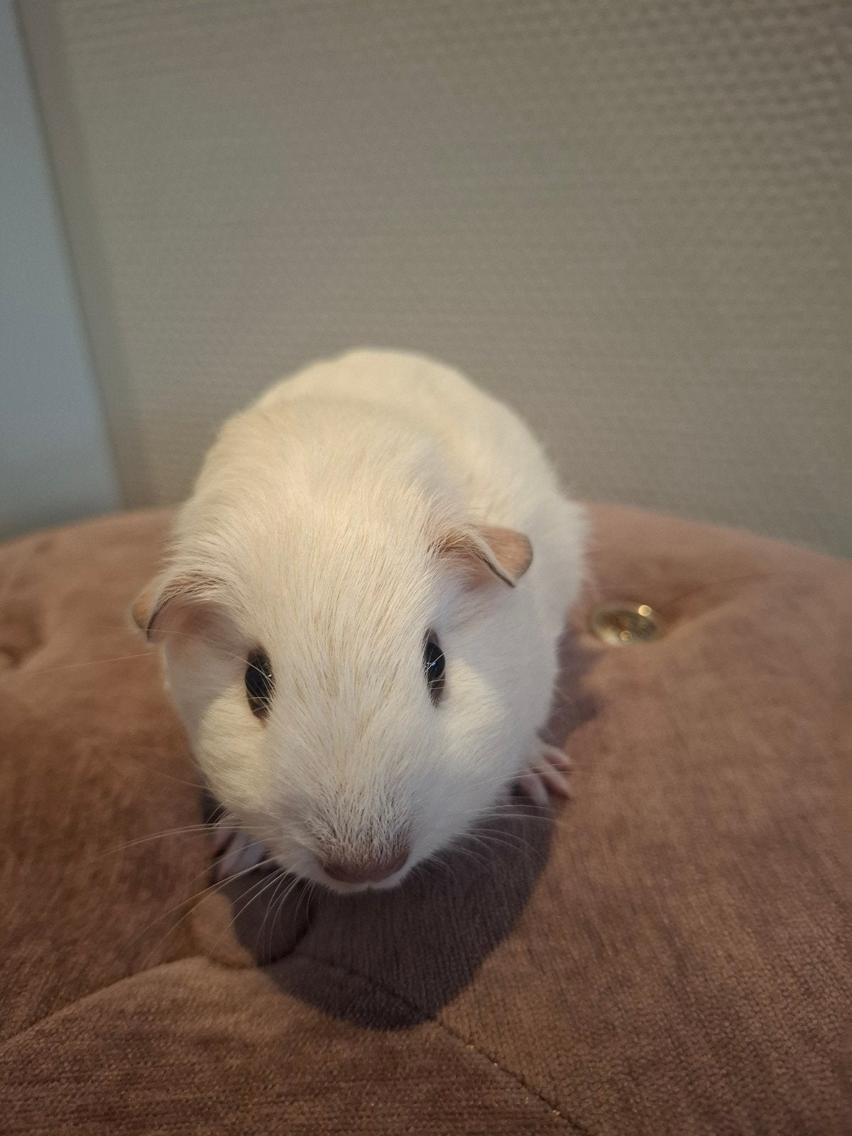 Cavia zeugje 4.5 week oud, Cavia, Mei, Meerdere dieren, Tam