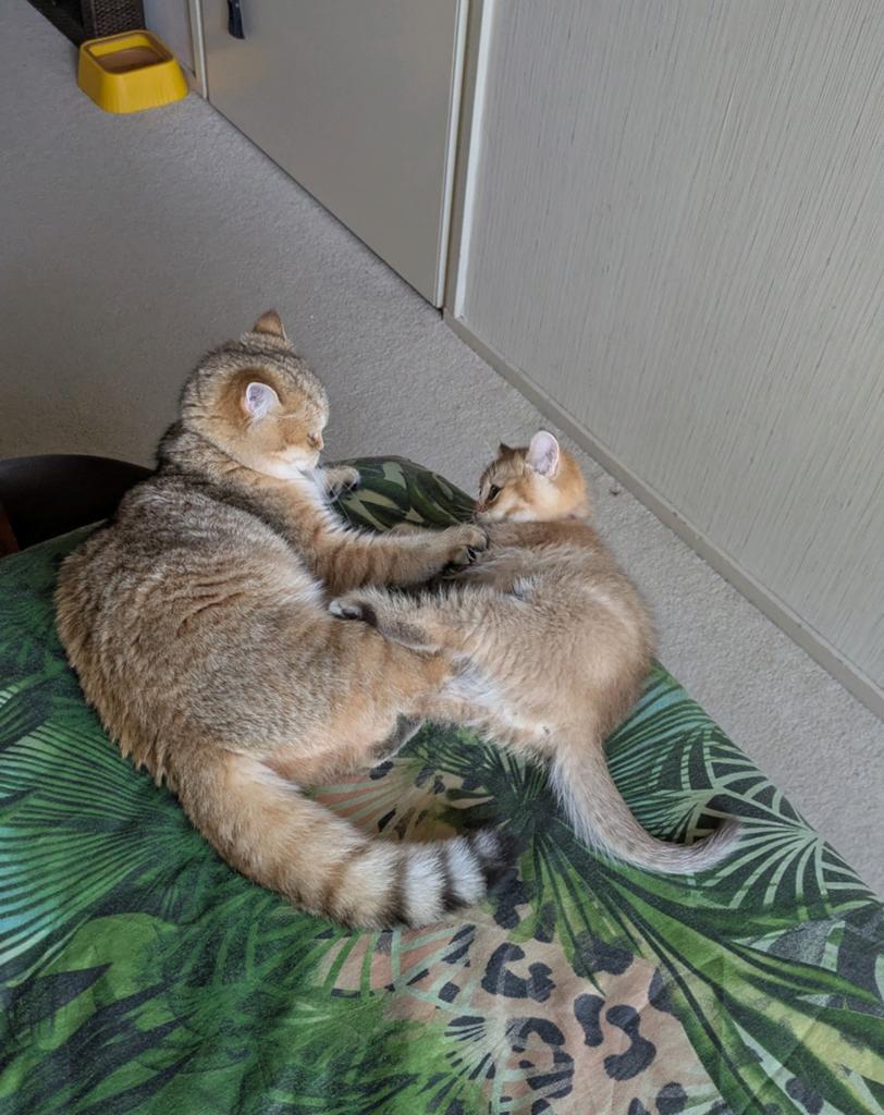Britse korthaar kitten beschikbaar❣️, Meerdere dieren, Gechipt, 0 tot 2 jaar