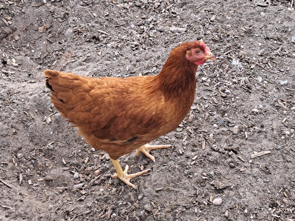 Red Island elegant zwart staart-veren vriendelijk karakter, Dieren en Toebehoren, Pluimvee, Meerdere dieren, Kip