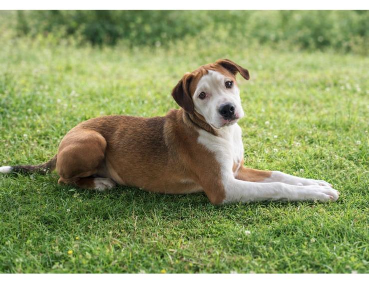 Niene, 1 tot 2 jaar, Teef, Parvo, Eén hond