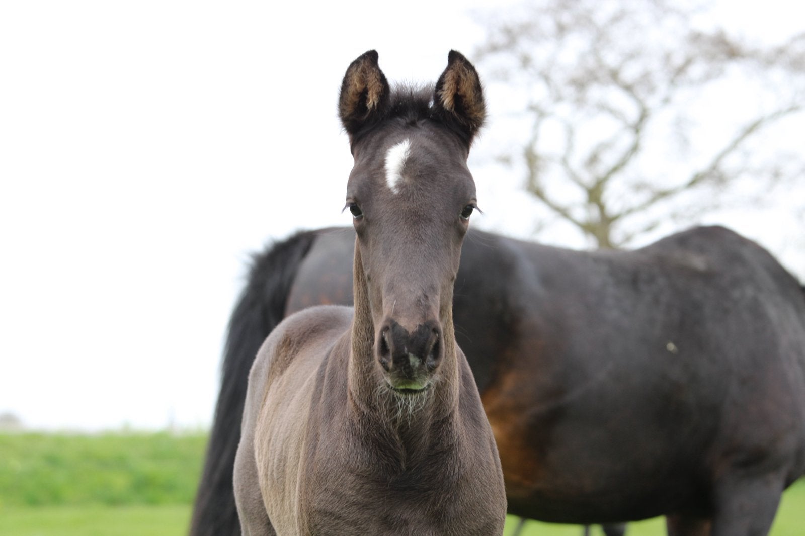 Wonder Moon, luxe kwpn veulen te koop, Hengst, Dressuurpaard, 0 tot 2 jaar