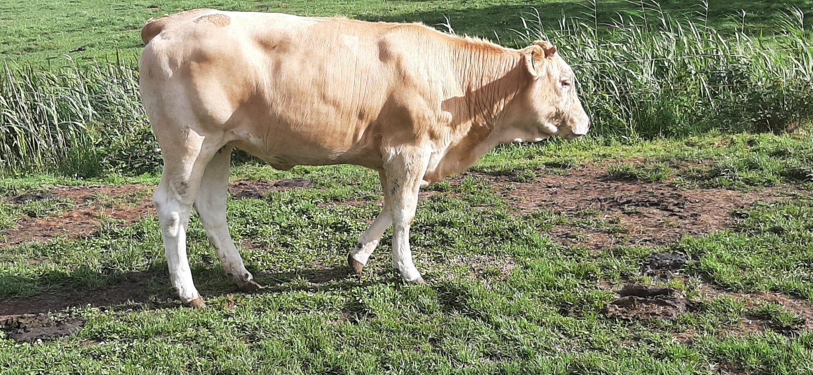 Twee beste blonde pinken, Dieren en Toebehoren, Runderen, Vrouwelijk