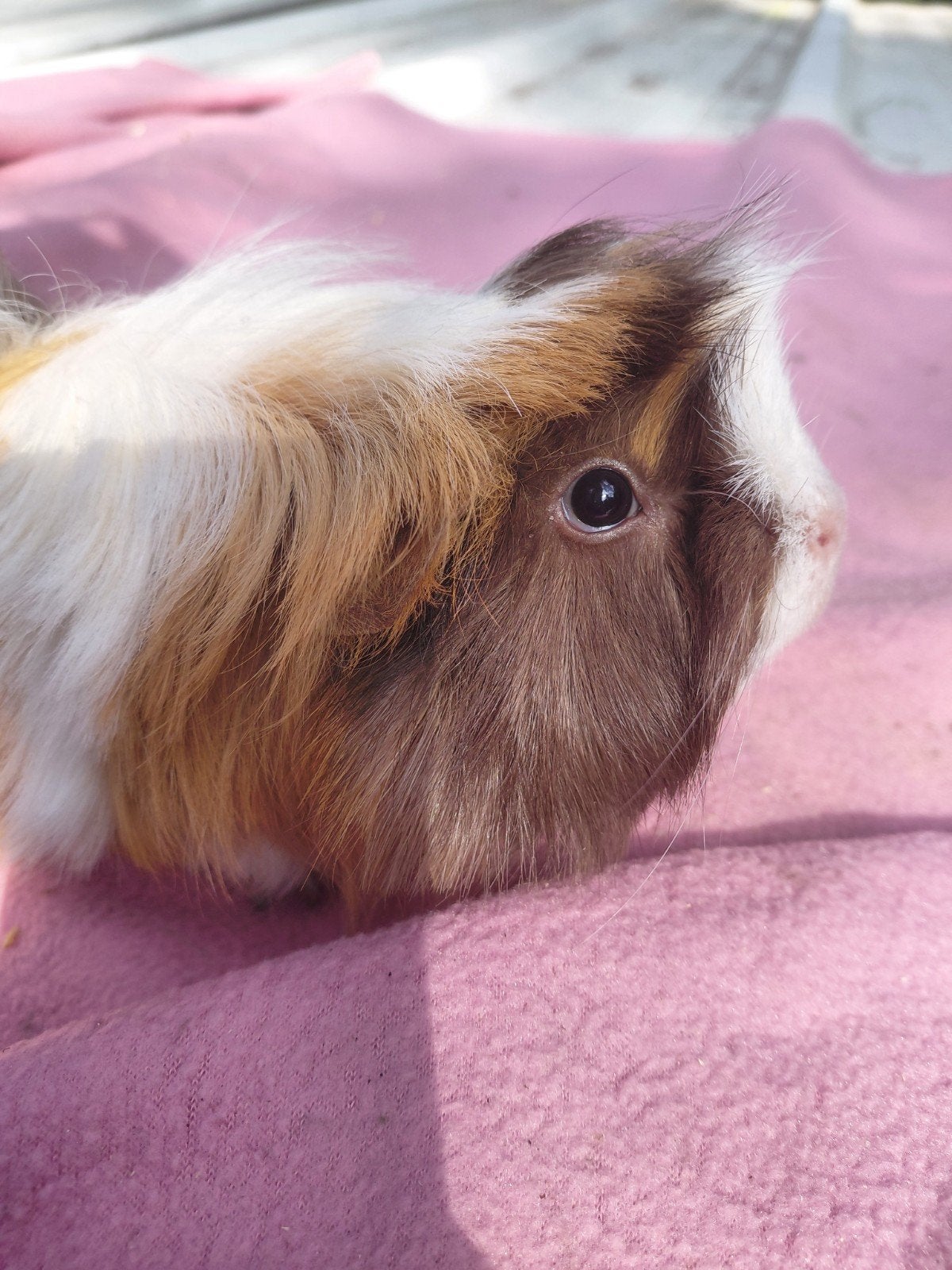 peruuf zeugje 1,5 jaar oud, Dieren en Toebehoren, Vrouwelijk, Tam, Maart, Cavia