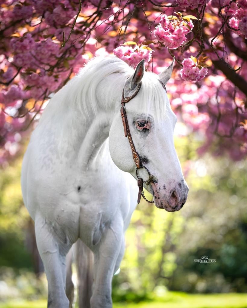 Ter dekking! UNIEK! fewspot dubbel homozygoot., Hengst