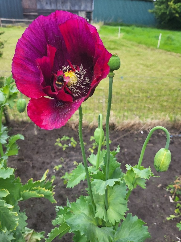 Zaden Papaver enkele bloem paars-rood, Verzenden, Volle zon