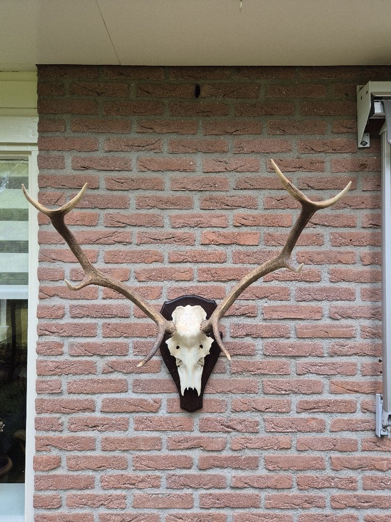 Mooi Symmetrisch Edelhert Gewei Jacht Mancave g70, Verzamelen, Dierenverzamelingen, Ophalen, Gebruikt, Hert, Gewei of Kop