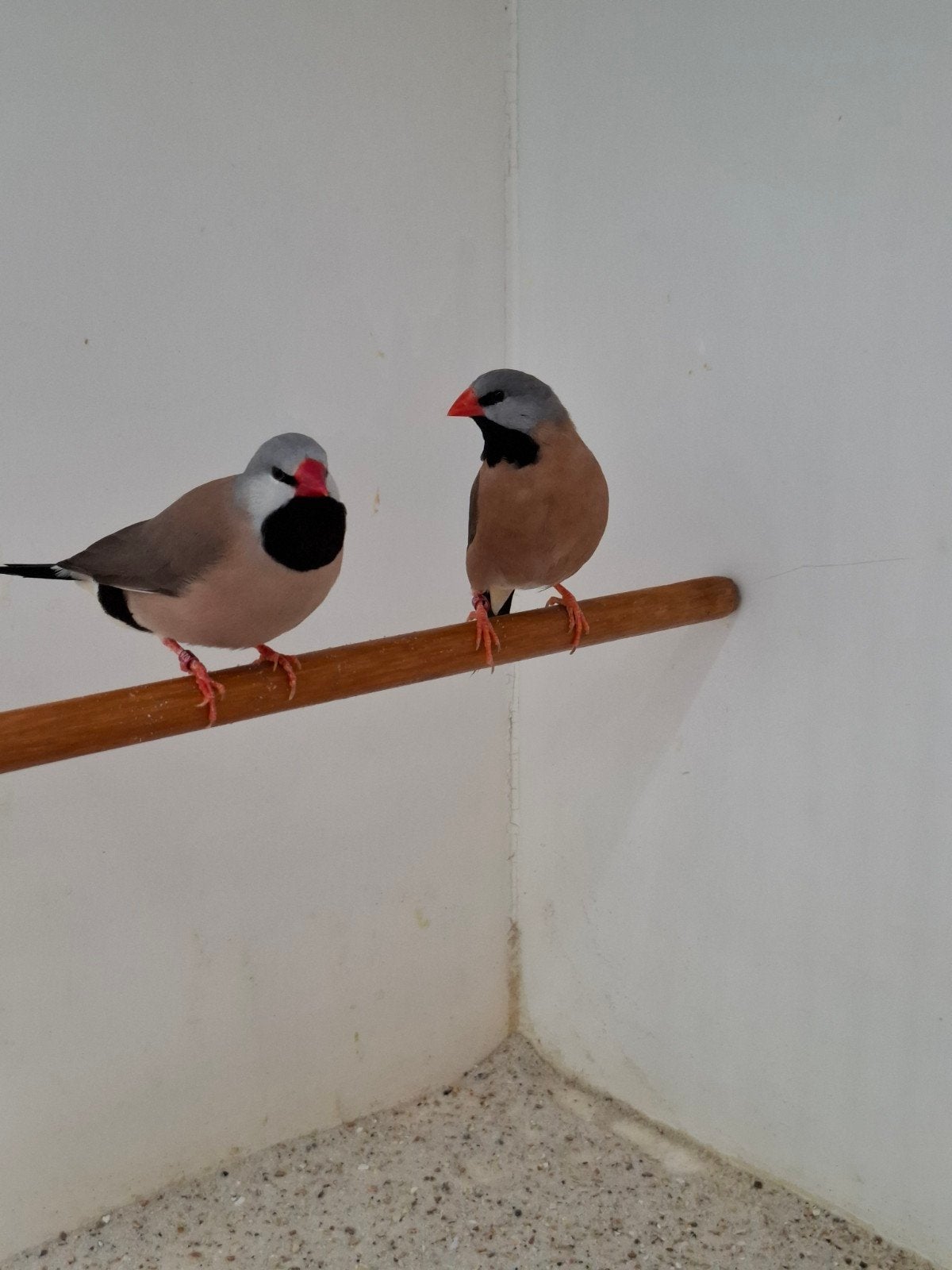 Spitsstaartamadinen, Meerdere dieren
