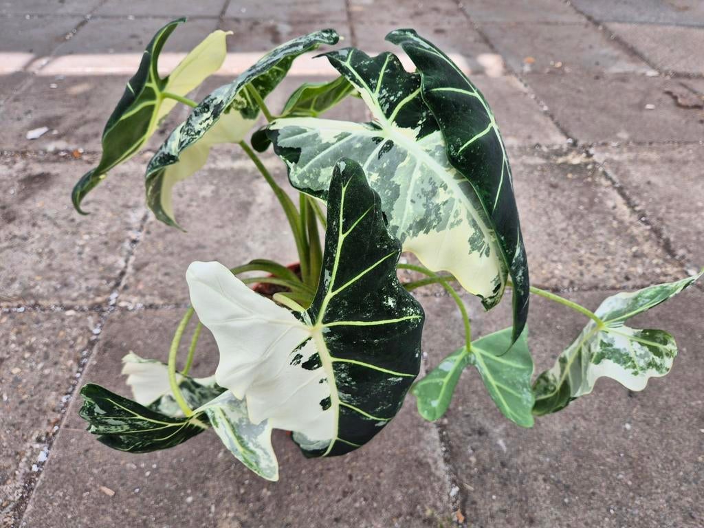 Alocasia Frydek Variegata P19 XXL (1), Huis en Inrichting, Kamerplanten, Ophalen of Verzenden, Halfschaduw, Minder dan 100 cm