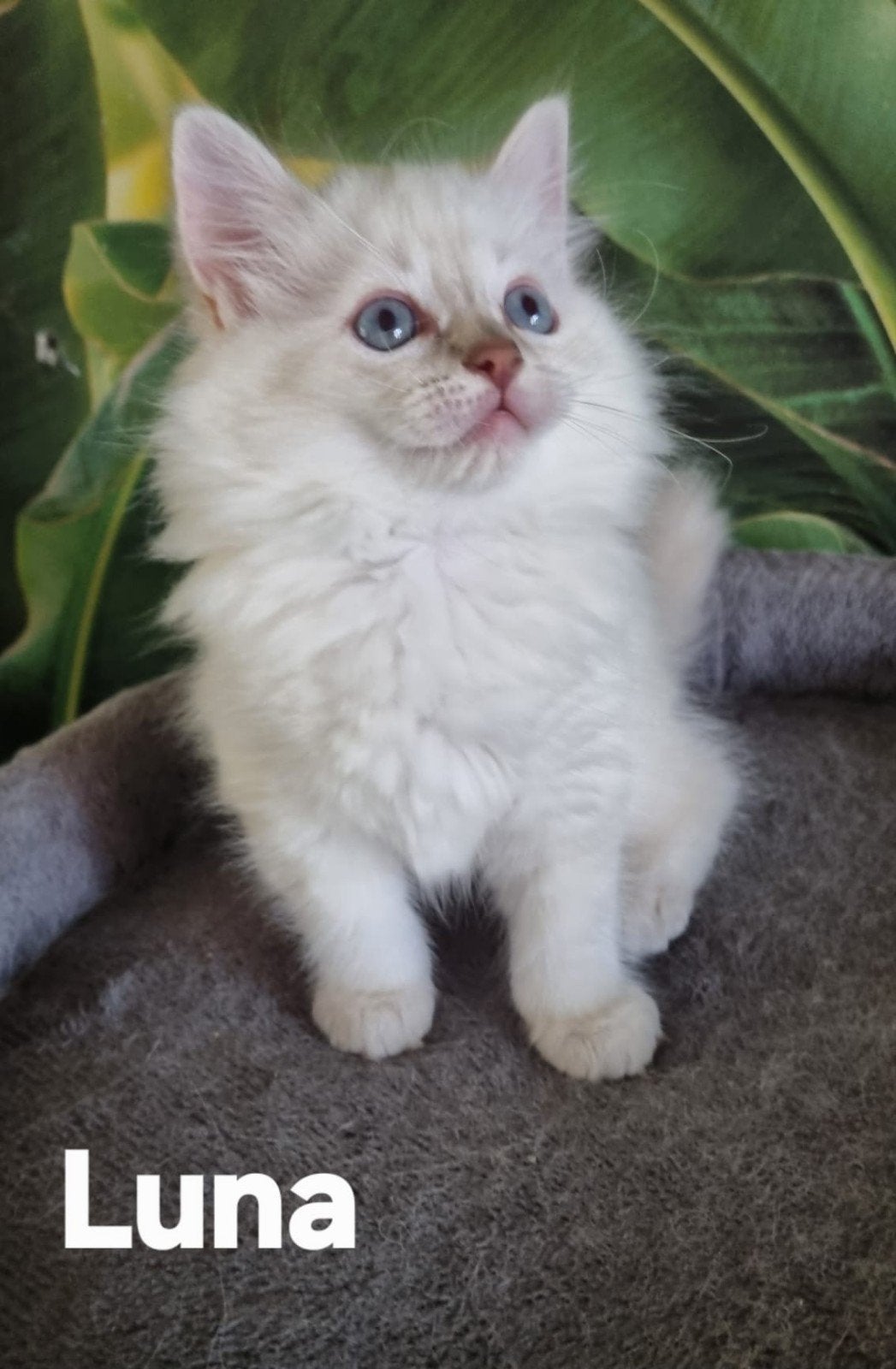 Ragdoll kittens, Dieren en Toebehoren, Katten en Kittens | Overige Katten, Meerdere dieren