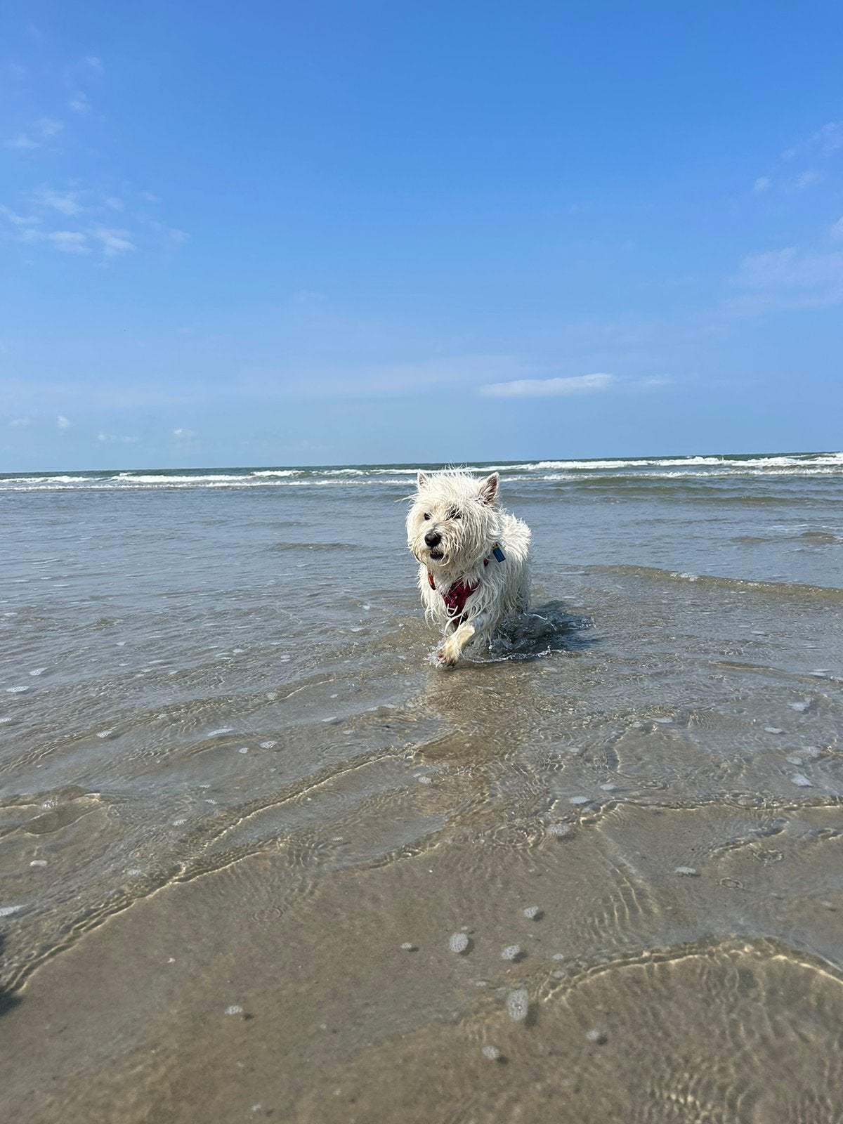 Gezocht! Dekreu, West Highland White terrier/ Cairn terrier, Parvo, Reu, Meerdere, 3 tot 5 jaar