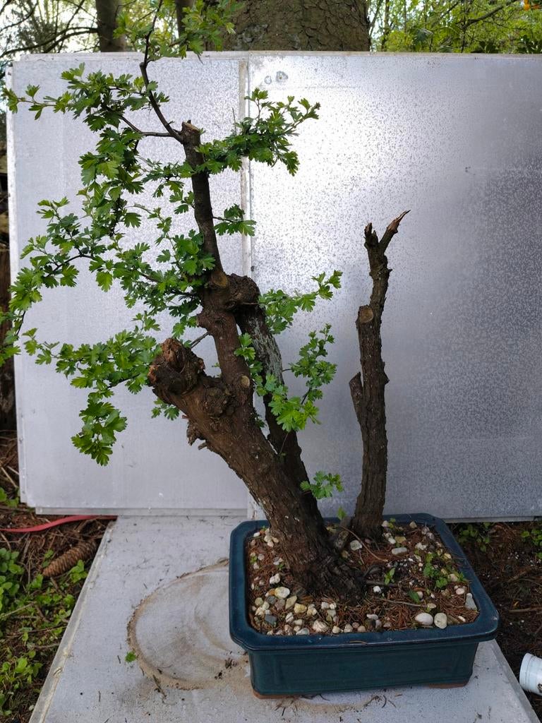 Meidoorn pré-bonsai met witte bloemen, Tuin en Terras, Ophalen