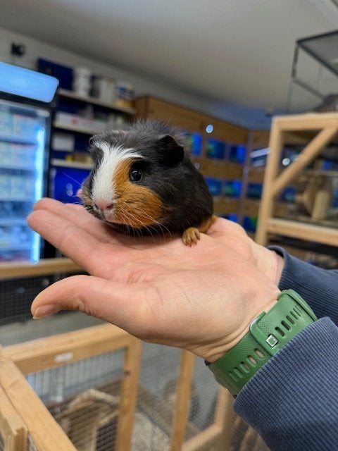Te koop jonge cavia's zeugjes / vrouwtjes, Dieren en Toebehoren, September, Vrouwelijk, Cavia