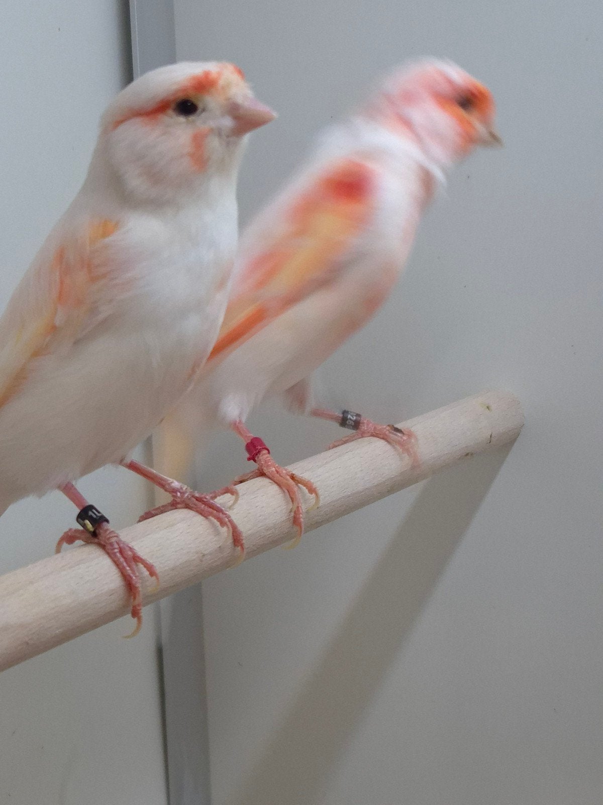 Kanaries Rood mozaiek, Dieren en Toebehoren, Meerdere dieren, Kleurkanarie