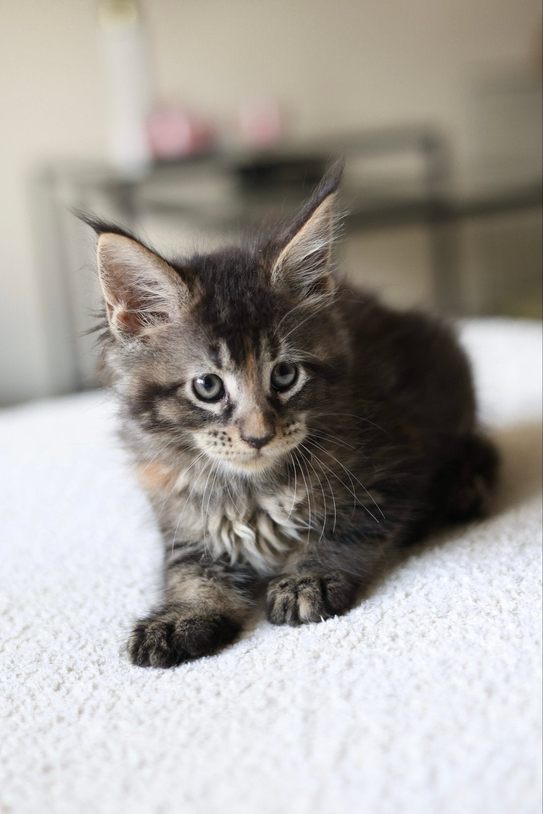 Maine coone kittens, Dieren en Toebehoren, Meerdere dieren, Ontwormd