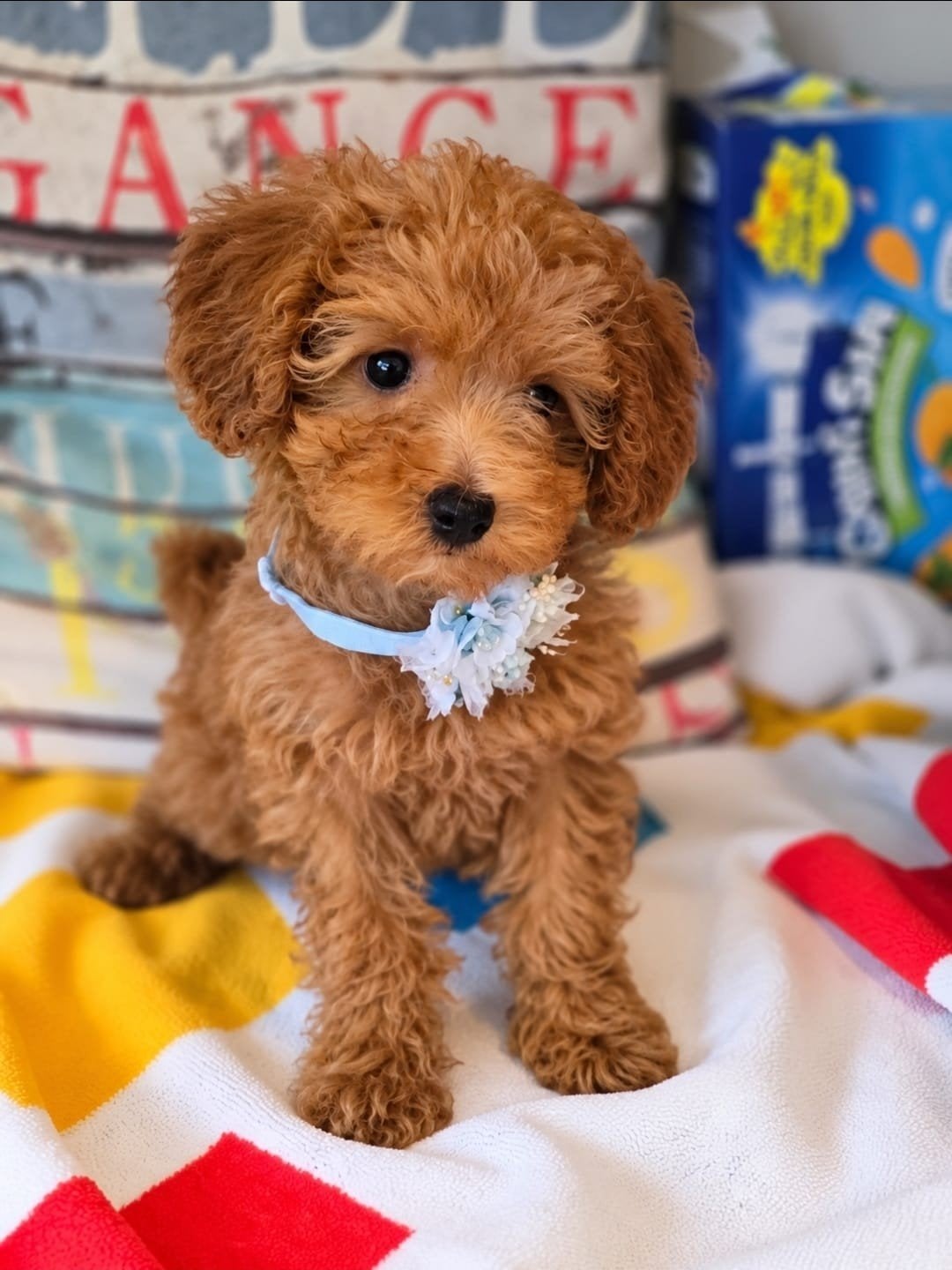 prachtige toy poedel pups abricot/rood, Dieren en Toebehoren, Poedel, CDV (hondenziekte), 8 tot 15 weken, Meerdere