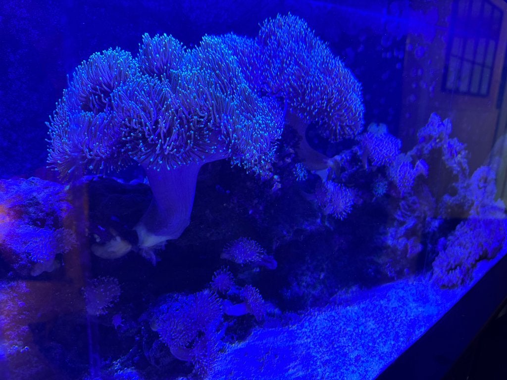 Zeeaquarium, Ophalen, Gebruikt, Gevuld zeewateraquarium