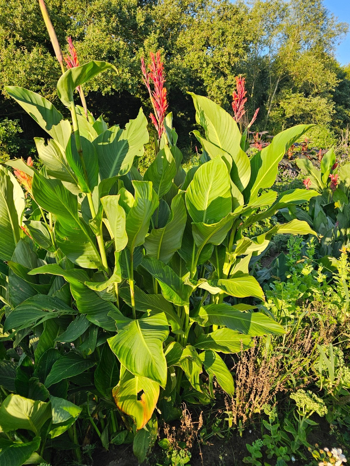 Canna altensteinni (groot, sterk, 12,50 per plant), Tuin en Terras, Planten | Tuinplanten, Ophalen, Overige soorten, Volle zon
