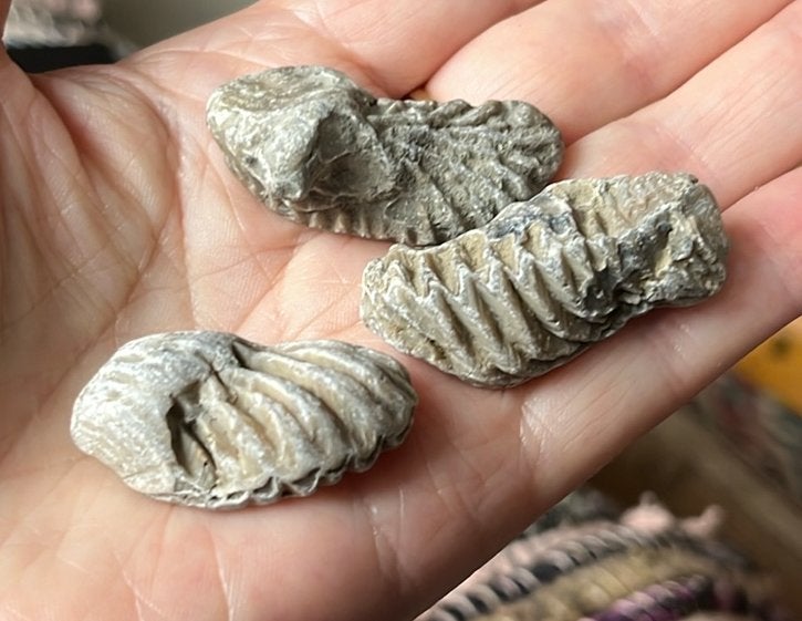 3 Fossielen Oesters/ Rastellum gregareum”, Ophalen of Verzenden, Fossiel