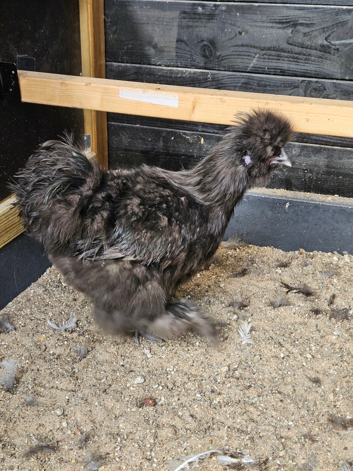 Koppeltje zijdehoenders beschikbaar, Dieren en Toebehoren, Pluimvee, Meerdere dieren, Kip