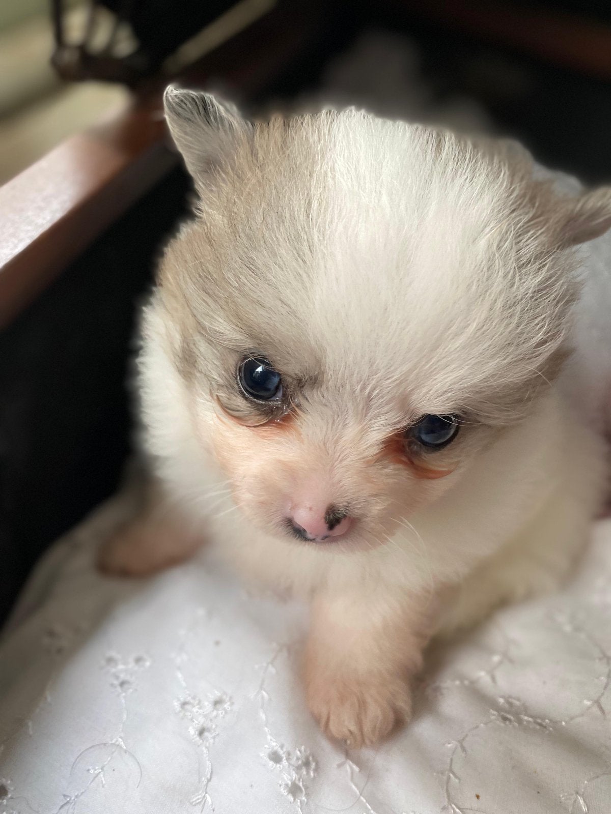 Te koop pomeriaan/pomerianan /pomeranian pups Groningen, Dieren en Toebehoren, Honden | Chihuahua's en Gezelschapshonden, Overige rassen