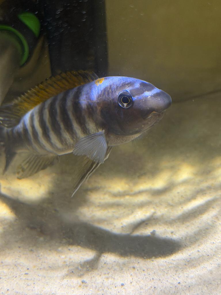 Malawi Chiclide Cynotilapia afra, Vis