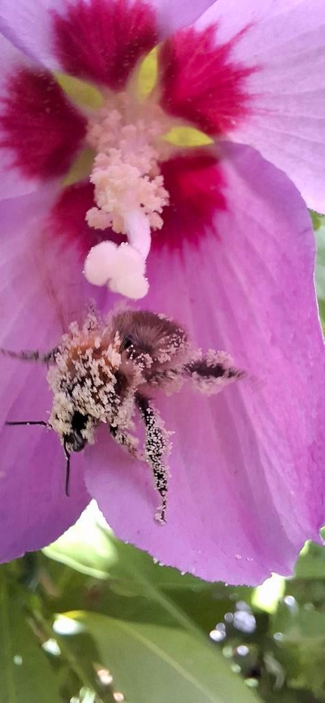 Hibiscus syriacus Roze zaden, Verzenden, Volle zon