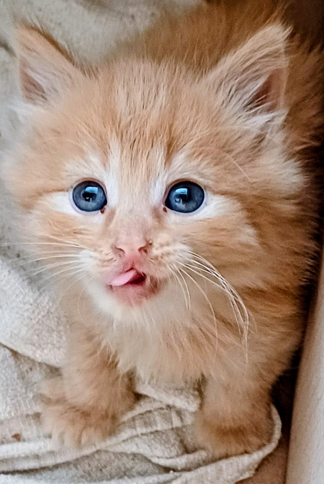 aanhankelijke Maincoon kittens, Meerdere dieren