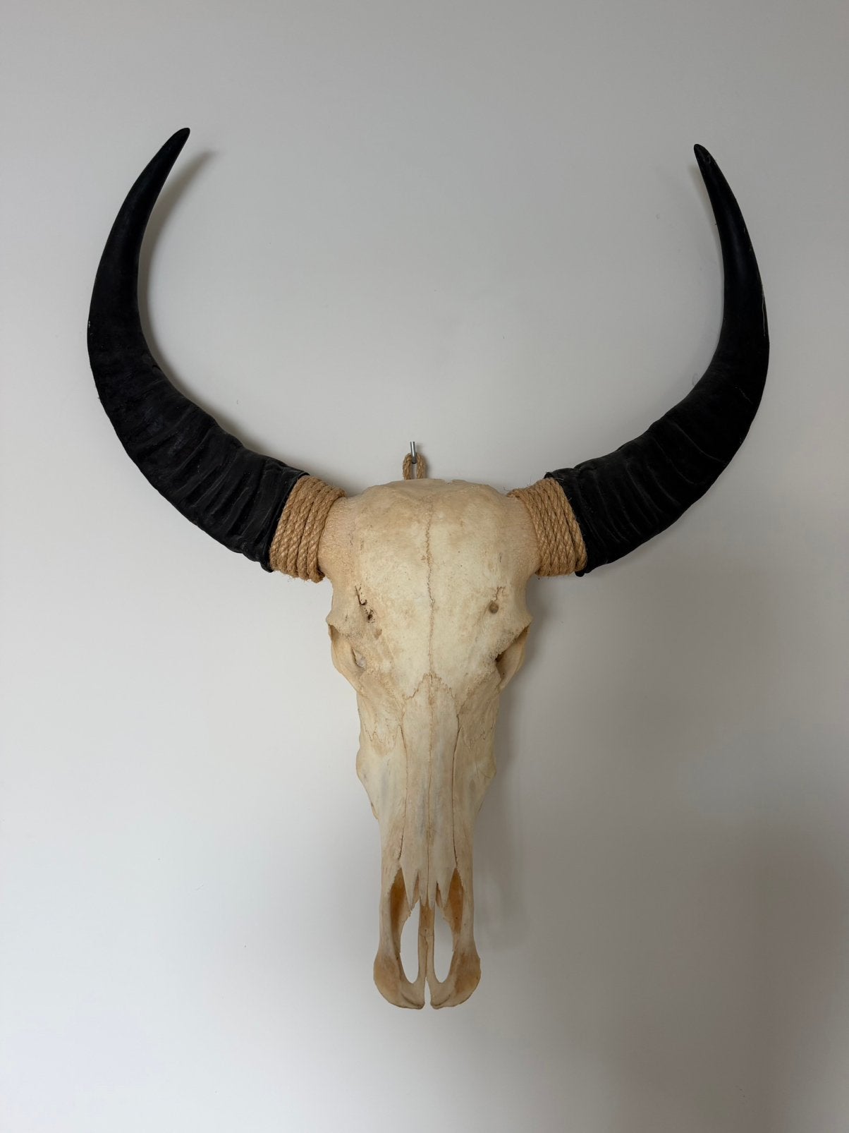 Buffel schedel met touw om hoorns, Huis en Inrichting, Ophalen, Zo goed als nieuw