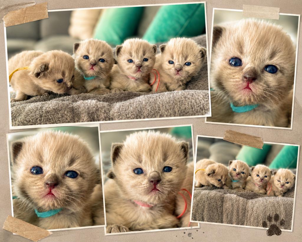 Ragdoll kittens ( langharig), Dieren en Toebehoren, Katten en Kittens | Raskatten | Langhaar, Meerdere dieren, 0 tot 2 jaar, Met stamboom