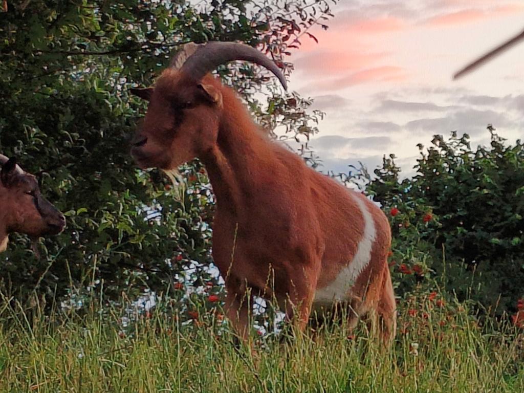 Te ruilen dwerggeit bokje, Dieren en Toebehoren, Mannelijk, Geit