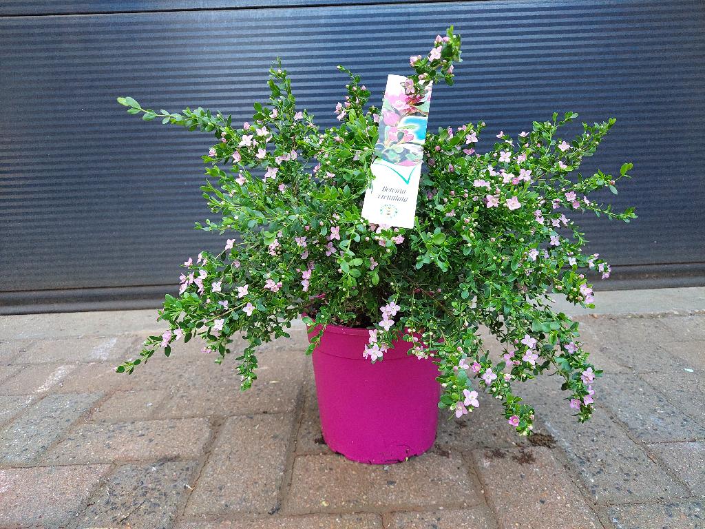 Boronia Crenulata - Australische Geurboom H: 45 cm., Volle zon, Vaste plant, Zomer, Ophalen