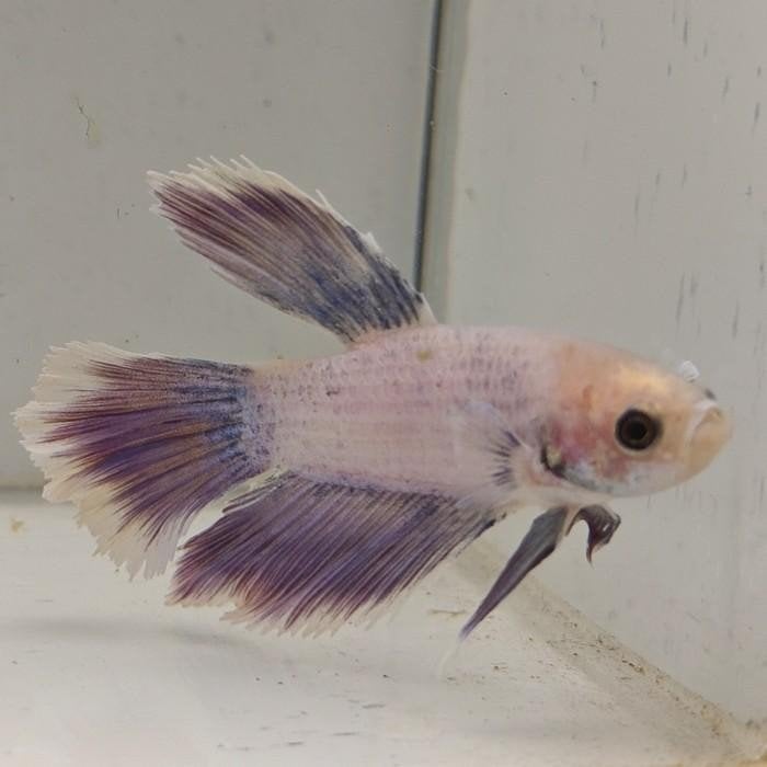 betta splendens man 13, Vis