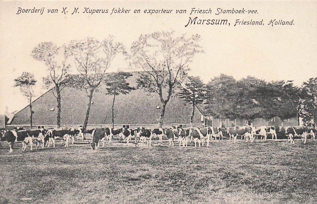 703-403-057 Marssum Boerderij Kuperus Friesch Stamboek Vee, Verzenden, Voor 1920, Friesland