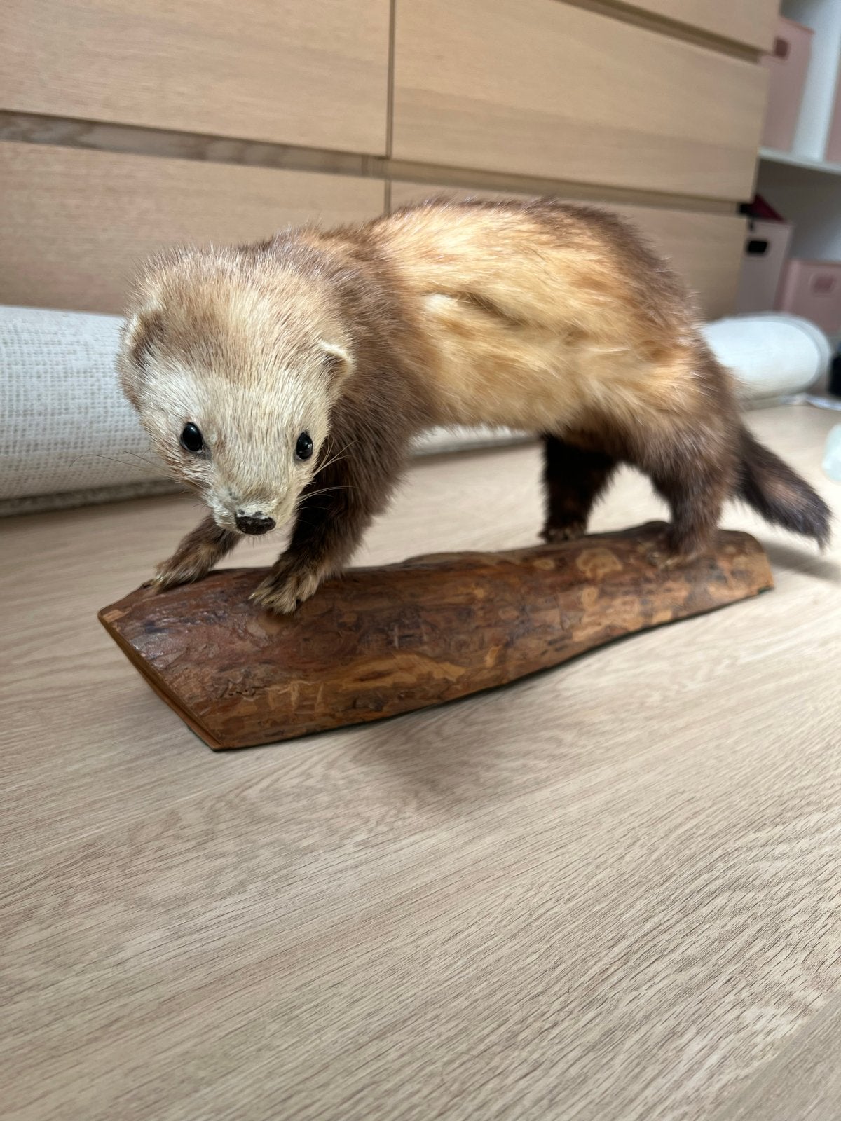 Opgezette fret op houten sokkel - Uniek decoratiestuk, Ophalen, Gebruikt, Wild dier, Opgezet dier